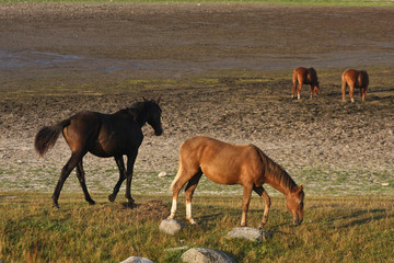 Fototapeta premium Horses in a field in Sweden in the summer
