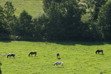 Horses in a field in Sweden in the summer