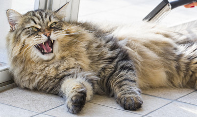Cat meowing, siberian purebred male