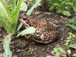 Toad in the grass. Toad on the ground. Pimply toad.