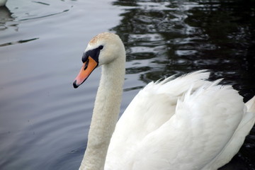 Swan in the lake 