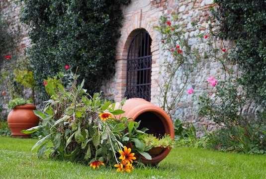 Narrow Left Zinnia, or zinnia augustofolia in latin language,  near an inverted flower pot and in front of an ancient stone wall covered with ivy and roses