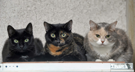 three cats together