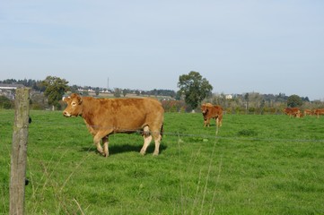 Vaches limousines