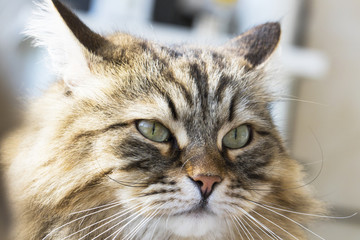 Adorable fluffy cat of siberian breed, brown tabby