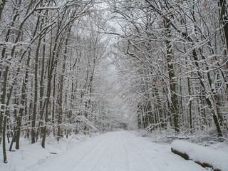 Waldweg im Winterwald
