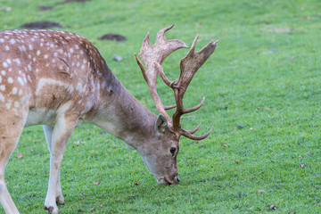 a fallow deer grazes on a green meadow