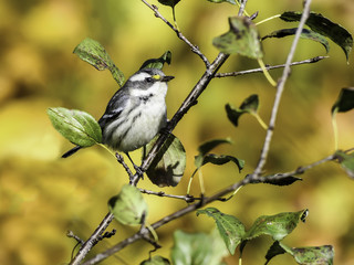 Black-throated Gray Warbler in Fall