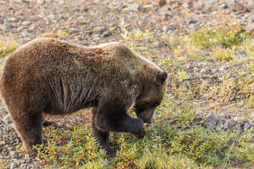 Fototapeta premium Grizzly Bear in Alaska