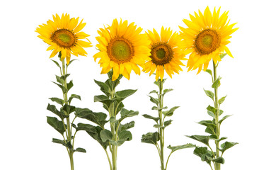 sunflower flowers isolated