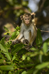 Toque Macaque - Macaca sinica, Sri Lanka