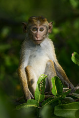 Toque Macaque - Macaca sinica, Sri Lanka