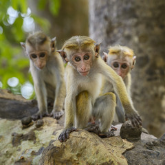 Toque Macaque - Macaca sinica, Sri Lanka