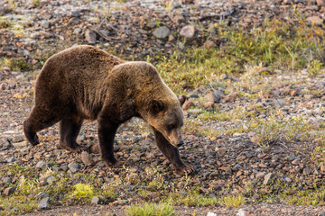 Grizzly Bear in Alaska