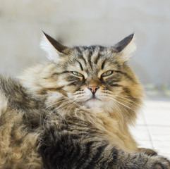 furry brown tabby cat, hypoallergenic siberian purebred