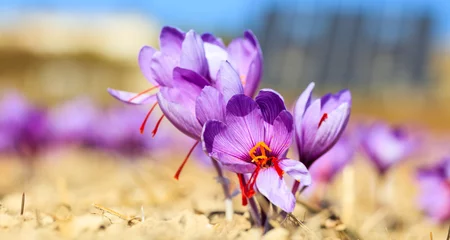Fotobehang Close up of saffron flowers in a field at autumn © viperagp