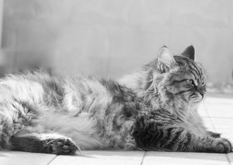 Long haired male cat lying outdoor