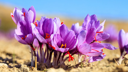 Close up of saffron flowers in a field at autumn