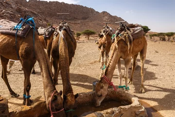 Papier Peint photo Lavable Chameau camels drink water from the well