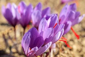 Close up of saffron flowers in a field at autumn