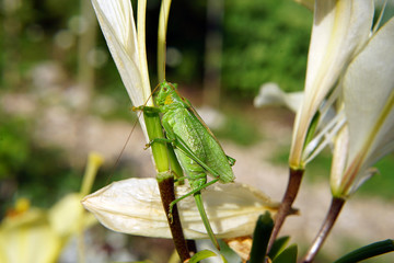 grasshopper