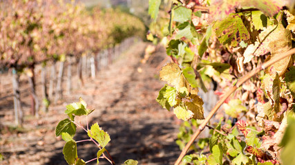 California Vineyard 