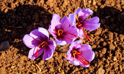 Close up of saffron flowers in a field at autumn