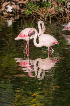 Fototapeta Les Flamants roses