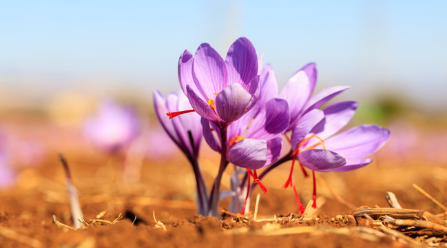 Close up of saffron flowers in a field at autumn