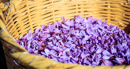Close up of saffron flowers in a wicker basket