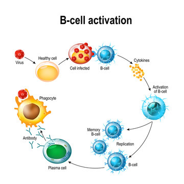 Activation of B-cell leukocytes