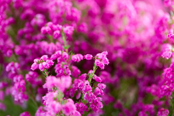 Plant erica gracilis.