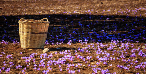 A wicker basket on a saffron field at harvest time