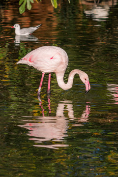 Fototapeta Le Flamant Rose