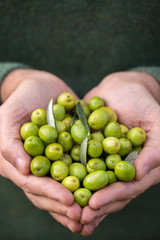 Olive verdi in mano