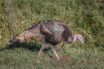 Obraz na płótnie Canvas Wild Turkey in the Dakotas