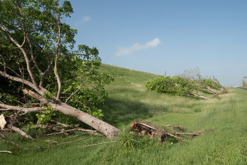 Uprooted trees alongside highway