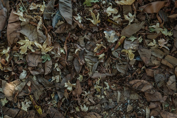 Dry leaves background, autumn foliage texture