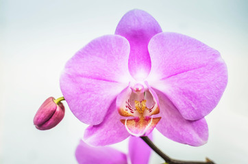 Close up of Orchid flower