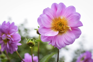 Pink dahlia on a beautiful blurred background in the garden