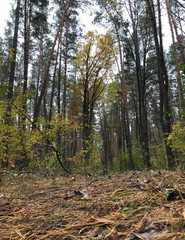 big pines in the forest