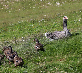 Mum duck saves her little ducklings