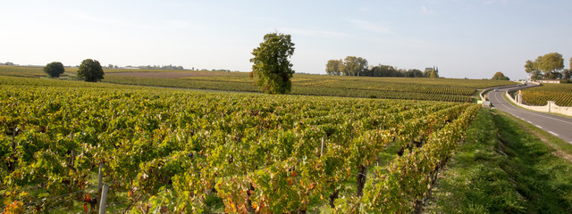 Rows of vineyards in fall colors. An oak tree and hills with rows of vines in a vineyard background