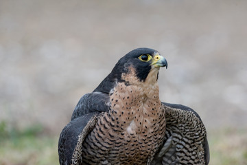 Portrait of Peregrine Falcon (Falco peregrinus) aka Duck Hawk the fastest animal on eart