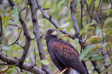 A Harris's Hawk which is a bird of prey and used in falconry