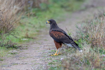 The Harris's hawk , Parabuteo unicinctus, formerly known as the bay-winged hawk