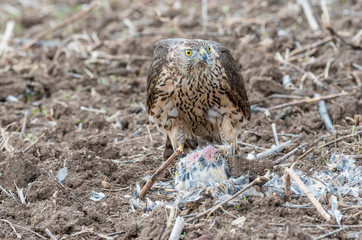 Fototapeta premium Bird of prey. Falcon eating a pigeon