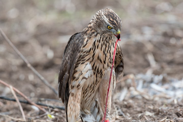 Bird of prey. Falcon eating a pigeon