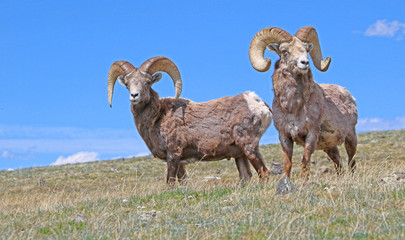 Rocky Mountain bighorn sheep in Rocky Mountain National Park, Colorado