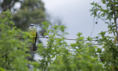 
bird on wire rope